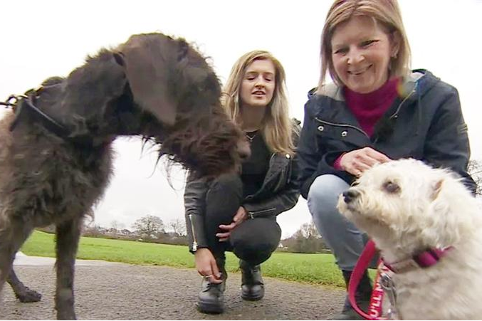 Hampshire dog meets canine blood donor who saved her life